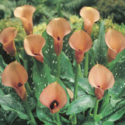 Arum lily 'Cameo'